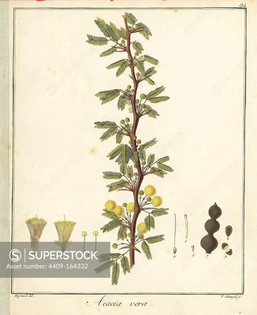 Gum arabic or thorn mimosa tree, Acacia nilotica subsp. nilotica. Handcoloured copperplate engraving by F. Guimpel from Dr. Friedrich Gottlob Hayne's Medical Botany, Berlin, 1822. Hayne (1763-1832) was a German botanist, apothecary and professor of pharmaceutical botany at Berlin University.