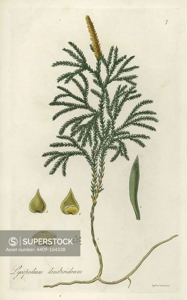 Tree groundpine or tree-like club moss, Lycopodium dendroideum. Handcoloured copperplate engraving by J. Swan after a botanical illustration by William Jackson Hooker from his own "Exotic Flora," Blackwood, Edinburgh, 1823. Hooker (1785-1865) was an English botanist who specialized in orchids and ferns, and was director of the Royal Botanical Gardens at Kew from 1841.