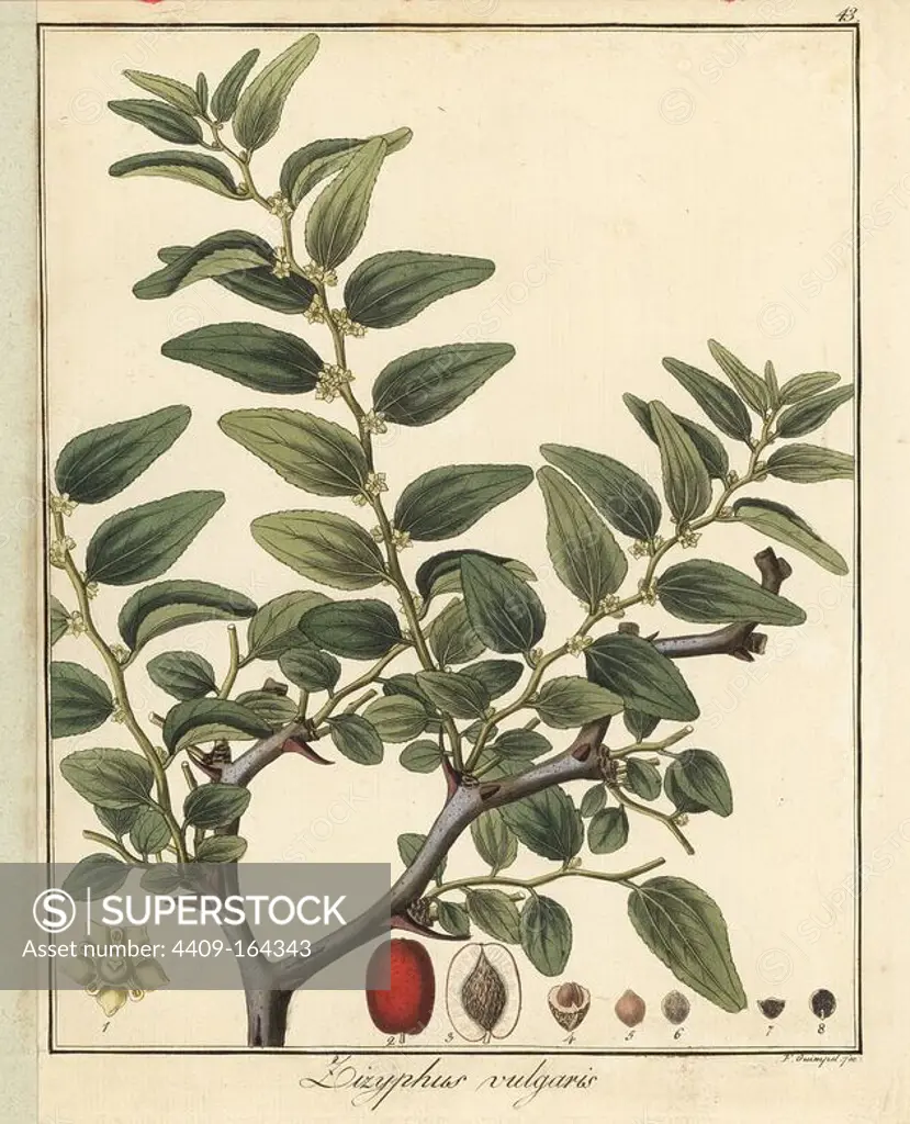 Jujube or Chinese date, Zizyphus vulgaris. Handcoloured copperplate engraving by F. Guimpel from Dr. Friedrich Gottlob Hayne's Medical Botany, Berlin, 1822. Hayne (1763-1832) was a German botanist, apothecary and professor of pharmaceutical botany at Berlin University.