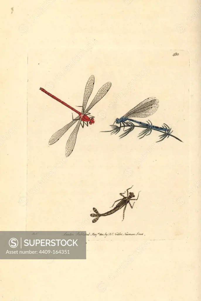 Azure damselfly, Coenagrion puella (Small libellula, Libellula puella). Adult male with blue and black markings, and nymph, and red variant. Illustration drawn and engraved by Richard Polydore Nodder. Handcoloured copperplate engraving from George Shaw and Frederick Nodder's "The Naturalist's Miscellany," London, 1801.