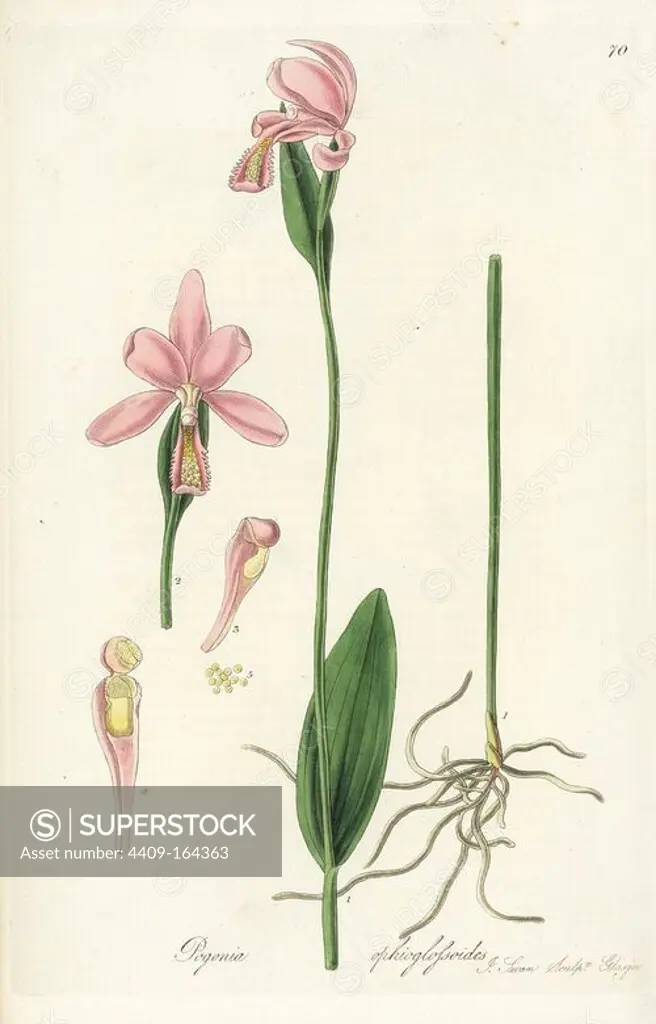 Snake mouth orchid or adder's tongue pogonia, Pogonia ophioglossoides. Handcoloured copperplate engraving by J. Swan after a botanical illustration by William Jackson Hooker from his own "Exotic Flora," Blackwood, Edinburgh, 1823. Hooker (1785-1865) was an English botanist who specialized in orchids and ferns, and was director of the Royal Botanical Gardens at Kew from 1841.