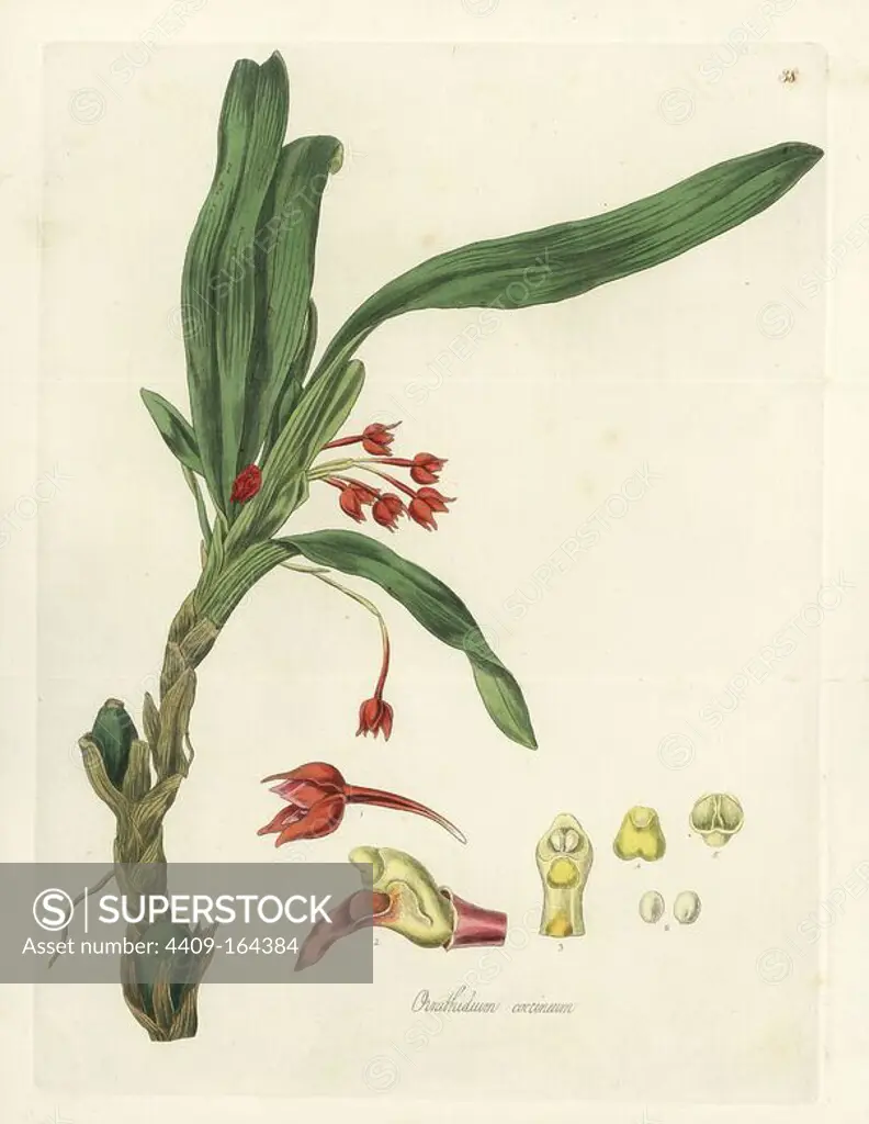 Flame orchid or scarlet ornithidium, Ornithidium coccineum. Handcoloured copperplate engraving by J. Swan after a botanical illustration by William Jackson Hooker from his own "Exotic Flora," Blackwood, Edinburgh, 1823. Hooker (1785-1865) was an English botanist who specialized in orchids and ferns, and was director of the Royal Botanical Gardens at Kew from 1841.