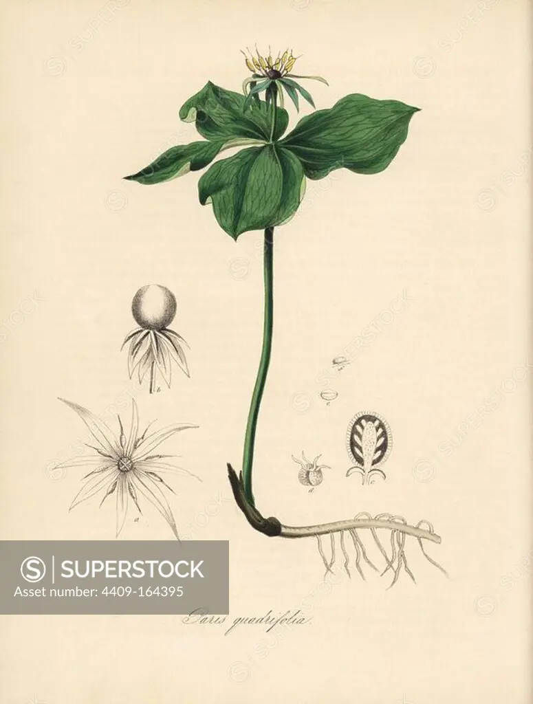 Herb Paris, Paris quadrifolia. Handcoloured zincograph by C. Chabot drawn by Miss M. A. Burnett from her "Plantae Utiliores: or Illustrations of Useful Plants," Whittaker, London, 1842. Miss Burnett drew the botanical illustrations, but the text was chiefly by her late brother, British botanist Gilbert Thomas Burnett (1800-1835).