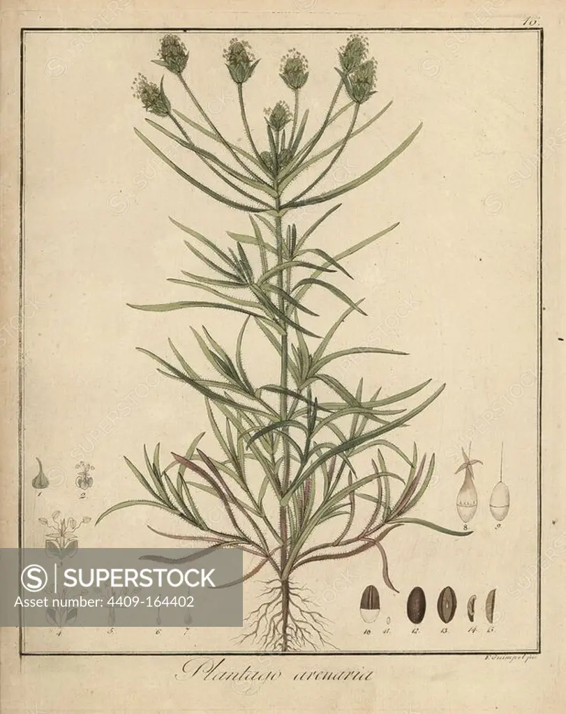 French psyllium, Plantago arenaria. Handcoloured copperplate engraving by F. Guimpel from Dr. Friedrich Gottlob Hayne's Medical Botany, Berlin, 1822. Hayne (1763-1832) was a German botanist, apothecary and professor of pharmaceutical botany at Berlin University.