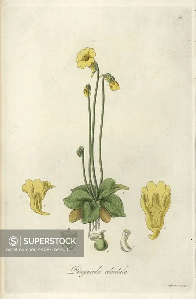 Toothless-flowered yellow butterwort, Pinguicula edentula. Handcoloured copperplate engraving by J. Swan after a botanical illustration by William Jackson Hooker from his own "Exotic Flora," Blackwood, Edinburgh, 1823. Hooker (1785-1865) was an English botanist who specialized in orchids and ferns, and was director of the Royal Botanical Gardens at Kew from 1841.