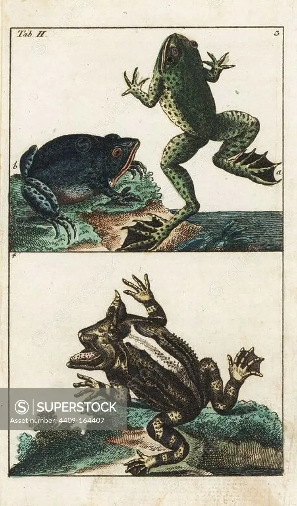 Creole frog, Leptodactylus ocellatus 3a, American toad, Bufo americanus 3b, and Surinam horned frog, Ceratophrys cornuta 4. Handcolored copperplate engraving from G. T. Wilhelm's "Encyclopedia of Natural History: Amphibia," Augsburg, 1794. Gottlieb Tobias Wilhelm (1758-1811) was a Bavarian clergyman and naturalist known as the German Buffon.