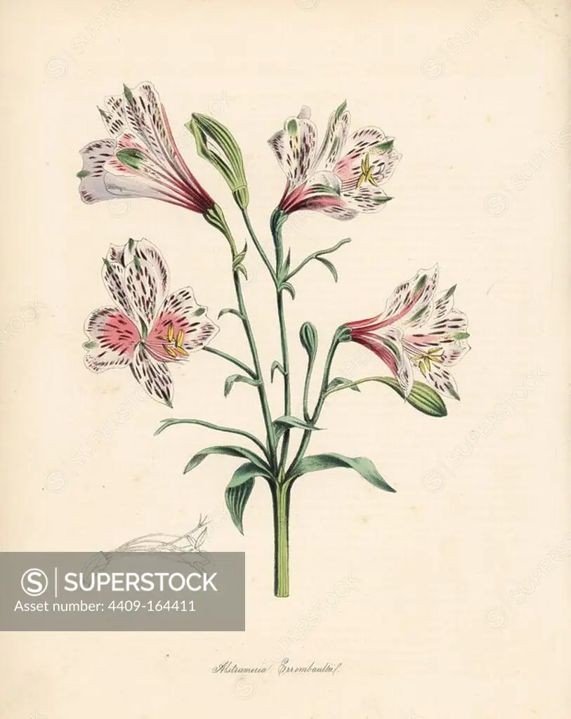 Peruvian lily or Errembault's alstroemeria, Alstroemeria errembaultii. After an illustration by Augusta Withers in Maund's "The Botanist." Handcoloured zincograph by C. Chabot drawn by Miss M. A. Burnett from her "Plantae Utiliores: or Illustrations of Useful Plants," Whittaker, London, 1842. Miss Burnett drew the botanical illustrations, but the text was chiefly by her late brother, British botanist Gilbert Thomas Burnett (1800-1835).
