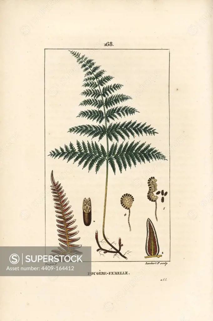 Female fern or bracken, Pteridium aquilinum. Handcoloured stipple copperplate engraving by Lambert Junior from a drawing by Pierre Jean-Francois Turpin from Chaumeton, Poiret et Chamberet's "La Flore Medicale," Paris, Panckoucke, 1830. Turpin (1775~1840) was one of the three giants of French botanical art of the era alongside Pierre Joseph Redoute and Pancrace Bessa.