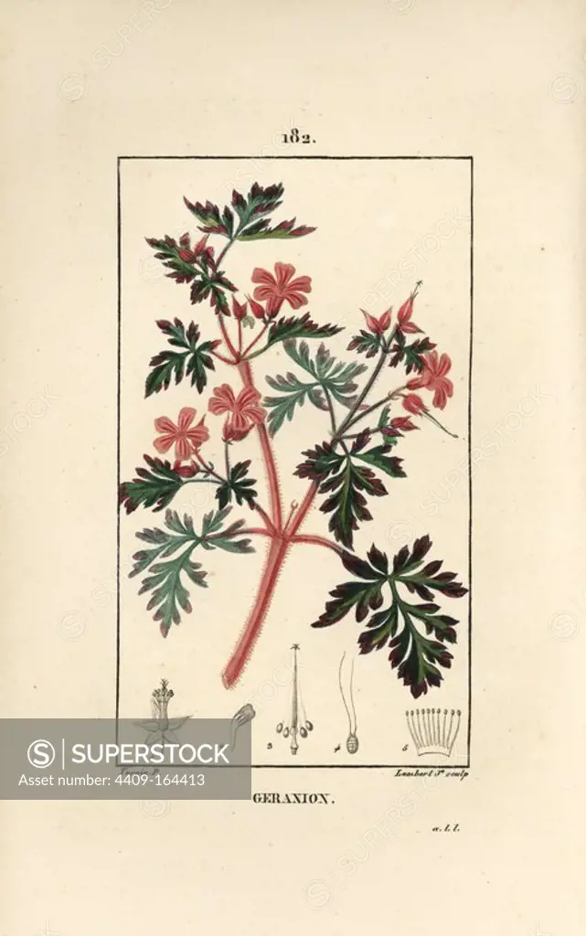 Hert Robert, Geranium robertianum. Handcoloured stipple copperplate engraving by Lambert Junior from a drawing by Pierre Jean-Francois Turpin from Chaumeton, Poiret and Chamberet's "La Flore Medicale," Paris, Panckoucke, 1830. Turpin (1775~1840) was one of the three giants of French botanical art of the era alongside Pierre Joseph Redoute and Pancrace Bessa.