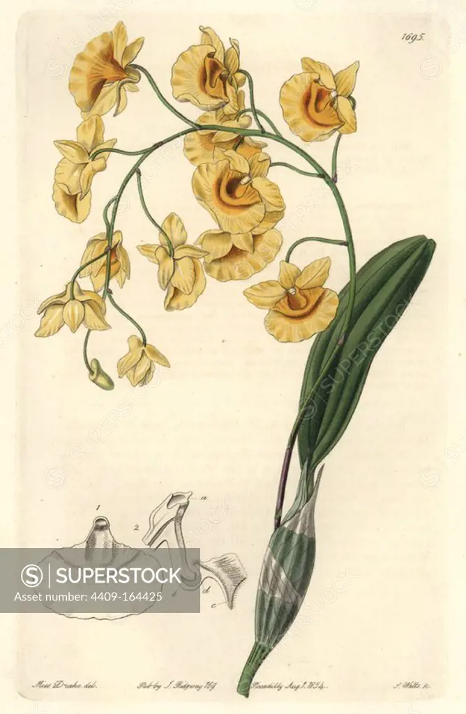 Lindley's dendrobium orchid, Dendrobium lindleyi (clustered dendrobium, Dendrobium aggregatum). Native to India. Handcoloured copperplate engraving by S. Watts after an illustration by Miss Drake from Sydenham Edwards' "The Botanical Register," London, Ridgway, 1834. Sarah Anne Drake (1803-1857) drew over 1,300 plates for the botanist John Lindley, including many orchids.