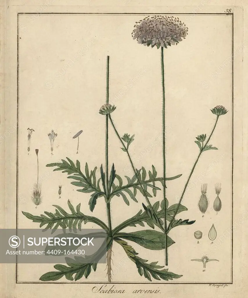 Field scabious, Knautia arvensis. Handcoloured copperplate engraving by F. Guimpel from Dr. Friedrich Gottlob Hayne's Medical Botany, Berlin, 1822. Hayne (1763-1832) was a German botanist, apothecary and professor of pharmaceutical botany at Berlin University.