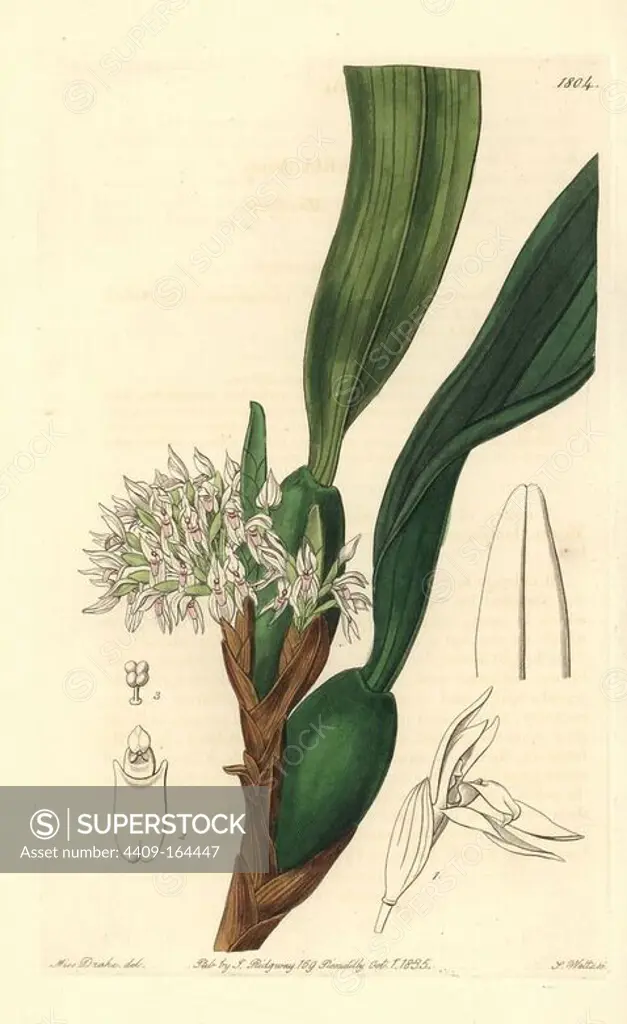 Camaridium densum orchid (Dense-flowered maxillaria, Maxillaria densa). Handcoloured copperplate engraving by S. Watts after an illustration by Miss Drake from Sydenham Edwards' "The Botanical Register," London, Ridgway, 1835. Sarah Anne Drake (1803-1857) drew over 1,300 plates for the botanist John Lindley, including many orchids.