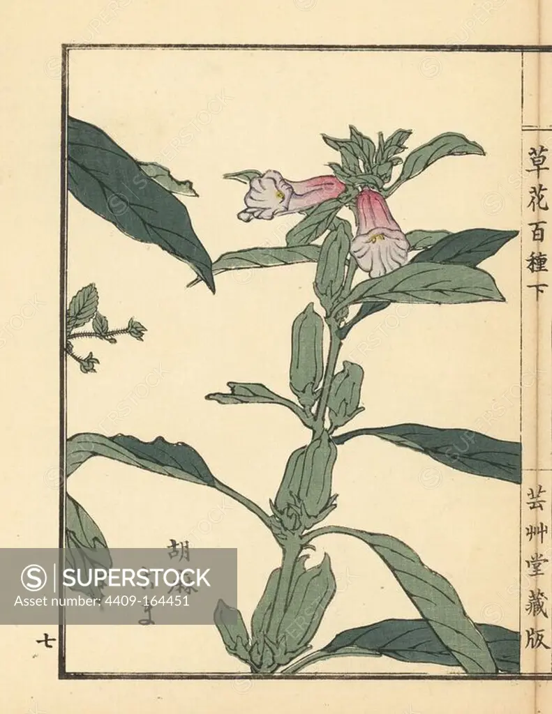 Goma or sesame, Sesamum indicum. Handcoloured woodblock print by Kono Bairei from Kusa Bana Hyakushu (One Hundred Varieties of Flowers), Tokyo, Yamada, 1901.