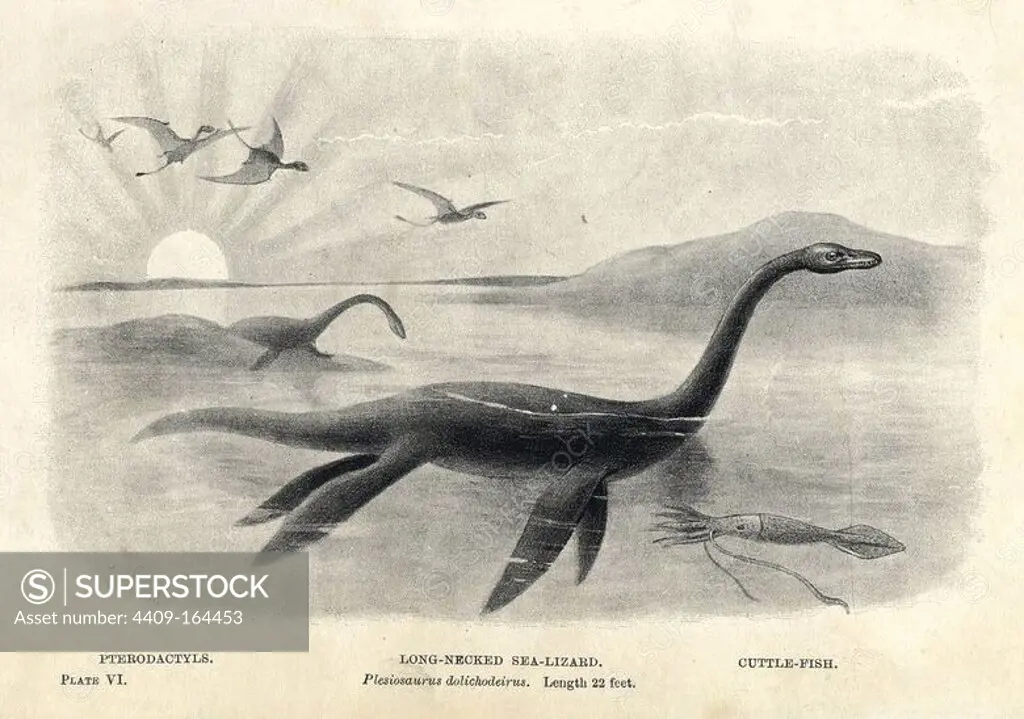 Long-necked sea-lizard Plesiosaurus dolichodeirus, with prehistoric cuttlefish and flying pterodactyls. After an illustration by J. Smit from H. N. Hutchinson's "Extinct Monsters and Creatures of Other Days," Chapman and Hall, London, 1896.
