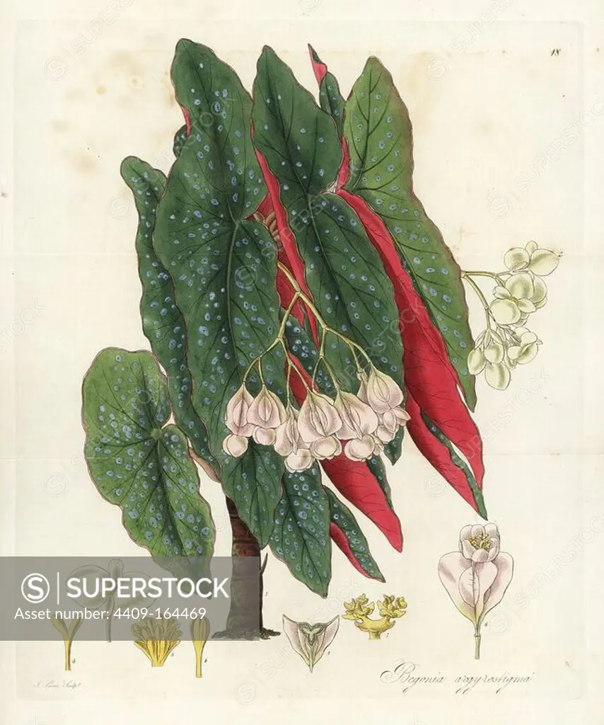 Polka dot begonia, Begonia maculata (Silver spotted begonia, Begonia argyrostigma). Handcoloured copperplate engraving by J. Swan after a botanical illustration by William Jackson Hooker from his own "Exotic Flora," Blackwood, Edinburgh, 1823. Hooker (1785-1865) was an English botanist who specialized in orchids and ferns, and was director of the Royal Botanical Gardens at Kew from 1841.