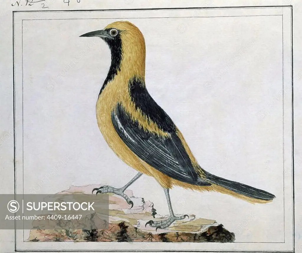 PASSERIFORME BIRD FROM ECUADOR - DRAWING - 18TH CENTURY - MALASPINA EXPEDITION. Author: CARDERO JOSE. Location: MUSEO NAVAL / MINISTERIO DE MARINA. MADRID. SPAIN.