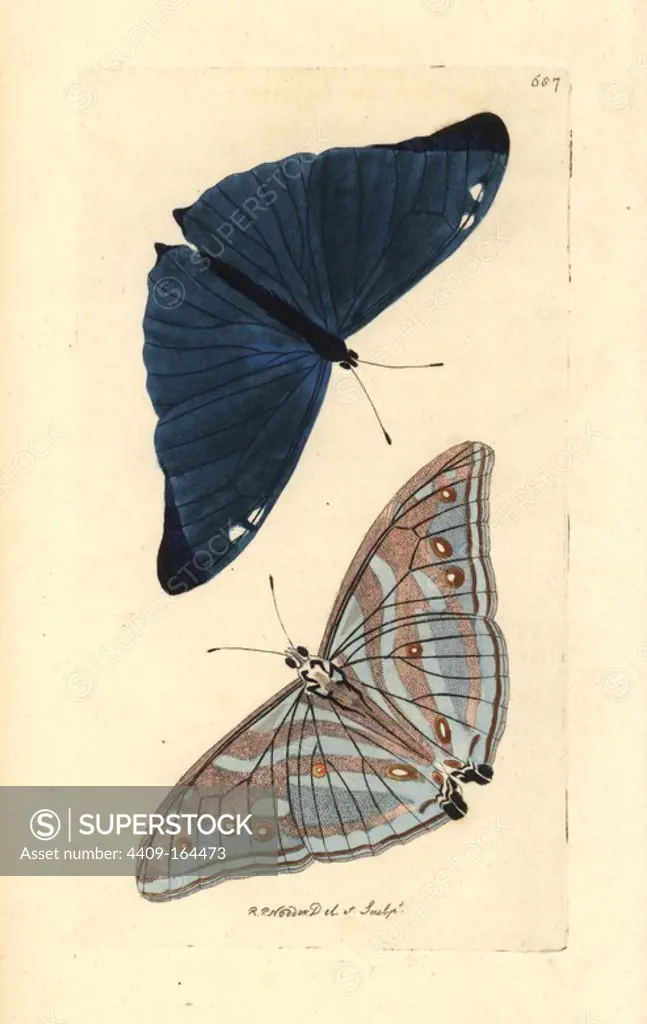 Adonis blue butterfly, Polyommatus bellargus, male upperside and underside. Illustration drawn and engraved by Richard Polydore Nodder. Handcoloured copperplate engraving from George Shaw and Frederick Nodder's "The Naturalist's Miscellany," London, 1801.
