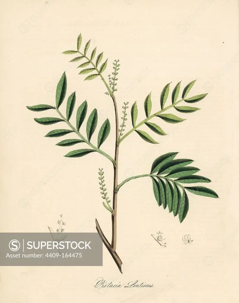 Mastic tree, Pistacia lentiscus. Handcoloured zincograph by C. Chabot drawn by Miss M. A. Burnett from her "Plantae Utiliores: or Illustrations of Useful Plants," Whittaker, London, 1842. Miss Burnett drew the botanical illustrations, but the text was chiefly by her late brother, British botanist Gilbert Thomas Burnett (1800-1835).
