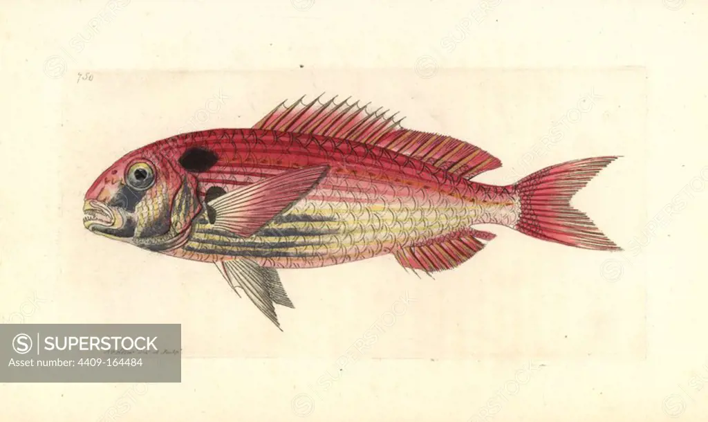 Common seabream or red porgy, Pagrus pagrus. Endangered. illustration, handcoloured, copperplate, engraving, George Shaw, Frederick Nodder, Richard Polydore Nodder, Naturalist's Miscellany, zoology, natural, history,.
