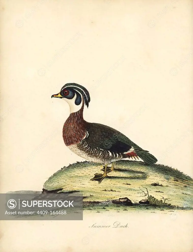 Wood duck, Aix sponsa. (Summer duck, Anas sponsa.) Handcoloured copperplate engraving of an illustration by William Hayes from Portraits of Rare and Curious Birds from the Menagery of Osterly Park, London, Bulmer, 1794.