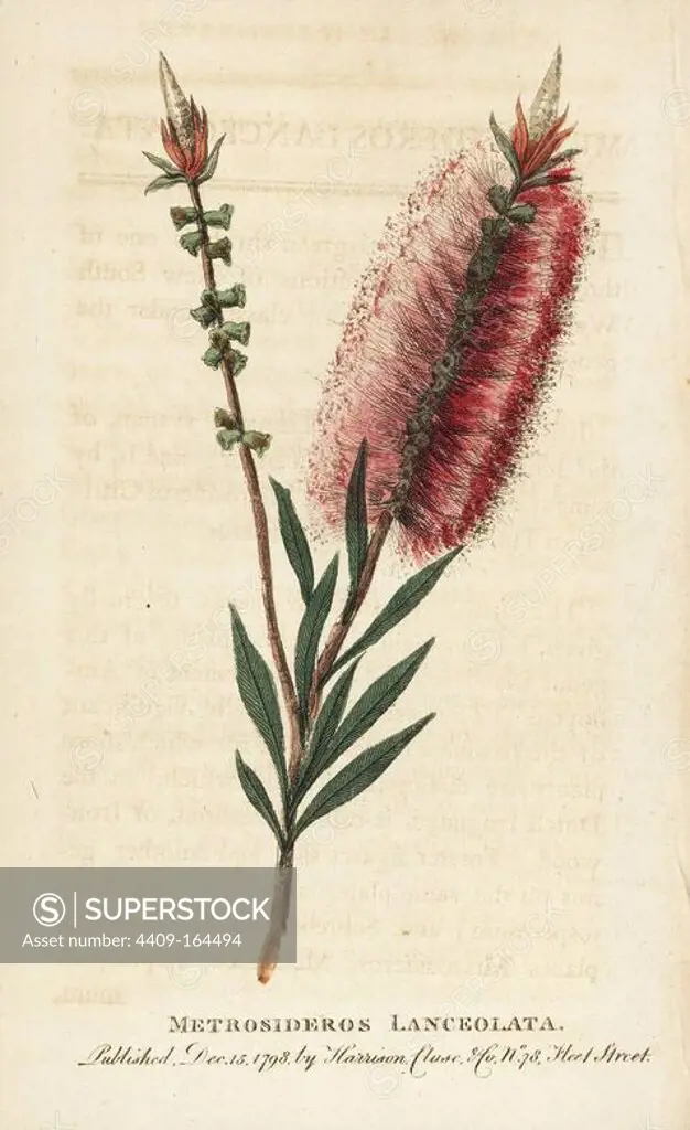 Bottlebrush flower, Callistemon lanceolatus. (Metrosideros lanceolata) Handcoloured copperplate engraving from "The Naturalist's Pocket Magazine," Harrison, London, 1798.