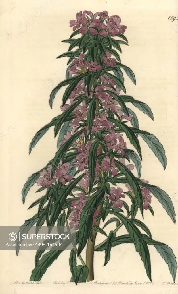 Denseflower willowherb, Boisduvalia densiflora (Close-flowered evening primrose, Oenothera densiflora). Handcoloured copperplate engraving by S. Watts after an illustration by Miss Drake from Sydenham Edwards' "The Botanical Register," London, Ridgway, 1833. Sarah Anne Drake (1803-1857) drew over 1,300 plates for the botanist John Lindley, including many orchids.