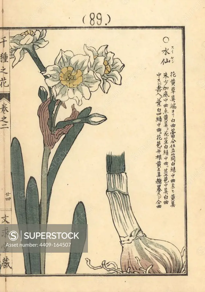 Suisen or bunch-flowered daffodil, Narcissus tazetta. Handcoloured woodblock print by Kono Bairei from Senshu no Hana (One Thousand Varieties of Flowers), Bunkyudo, Kyoto, 1900.