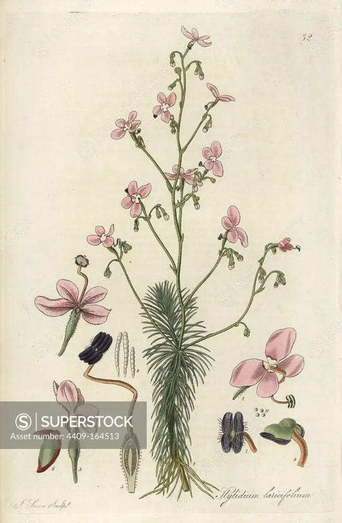 Larch-leaf or tree triggerplant, Stylidium laricifolium. Handcoloured copperplate engraving by J. Swan after a botanical illustration by William Jackson Hooker from his own "Exotic Flora," Blackwood, Edinburgh, 1823. Hooker (1785-1865) was an English botanist who specialized in orchids and ferns, and was director of the Royal Botanical Gardens at Kew from 1841.
