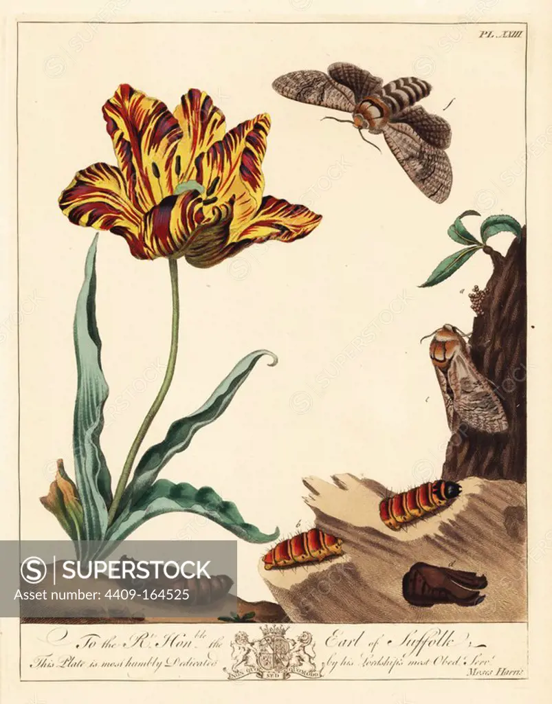 Goat moth, Cossus ligniperda, flying near a tulip while a caterpillar feeds on willow bark. Handcoloured lithograph after an illustration by Moses Harris from "The Aurelian; a Natural History of English Moths and Butterflies," new edition edited by J. O. Westwood, published by Henry Bohn, London, 1840.