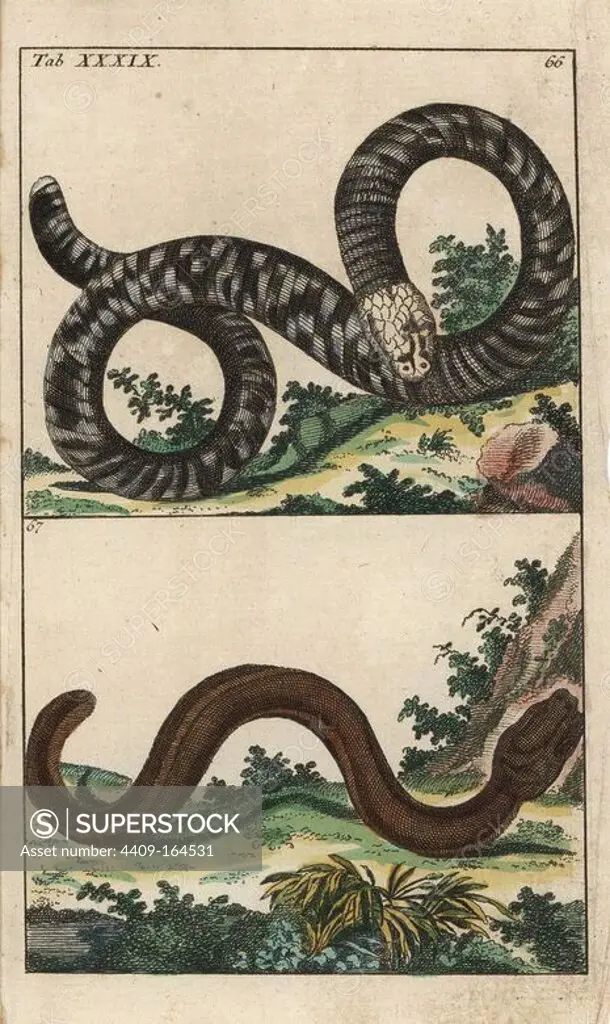 Black and white worm lizard, Amphisbaena fuliginosa 66, and Guayaquil caecilian, Caecilia tentaculata 67. Handcolored copperplate engraving from G. T. Wilhelm's "Encyclopedia of Natural History: Amphibia," Augsburg, 1794. Gottlieb Tobias Wilhelm (1758-1811) was a Bavarian clergyman and naturalist known as the German Buffon.