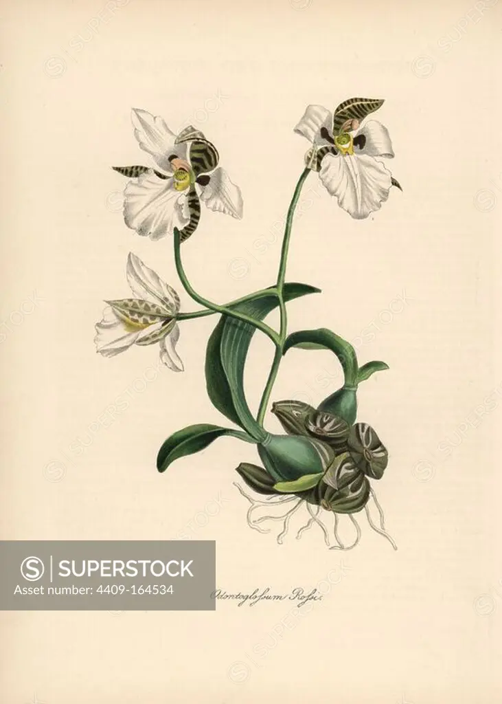 Ross's odontoglossum orchid, Odontoglossum rossi. Reverse copy of an illustration by Mrs Augusta Withers in Benjamin Maund's "The Botanist." Handcoloured zincograph by C. Chabot drawn by Miss M. A. Burnett from her "Plantae Utiliores: or Illustrations of Useful Plants," Whittaker, London, 1842. Miss Burnett drew the botanical illustrations, but the text was chiefly by her late brother, British botanist Gilbert Thomas Burnett (1800-1835).