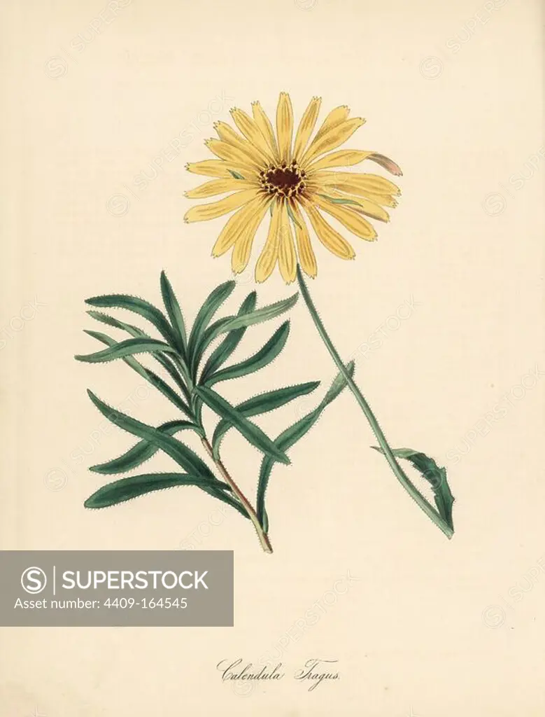 Glandular Cape marigold, Dimorphotheca sinuata (Bending stalked marygold, Calendula tragus). Handcoloured zincograph by C. Chabot drawn by Miss M. A. Burnett from her "Plantae Utiliores: or Illustrations of Useful Plants," Whittaker, London, 1842. Miss Burnett drew the botanical illustrations, but the text was chiefly by her late brother, British botanist Gilbert Thomas Burnett (1800-1835).