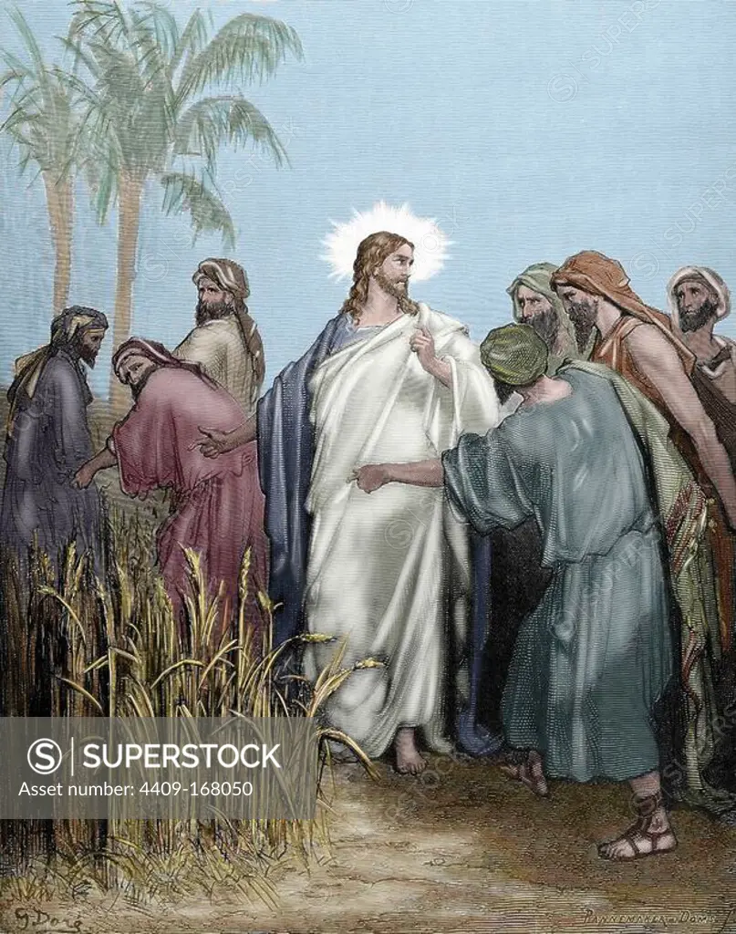 New Testament. Gospel of Matthew. Chapter XII. The apostles gathered ears in the day of rest. Gustave Dore's drawing. Engraving by Pannemaker. Colored.