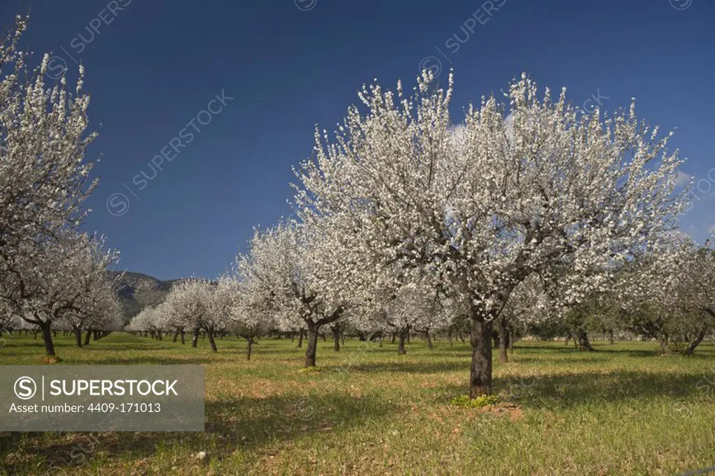 Almendros en flor, Prunus dulcis. S' Esglaieta. Mallorca.Islas Baleares. Spain.