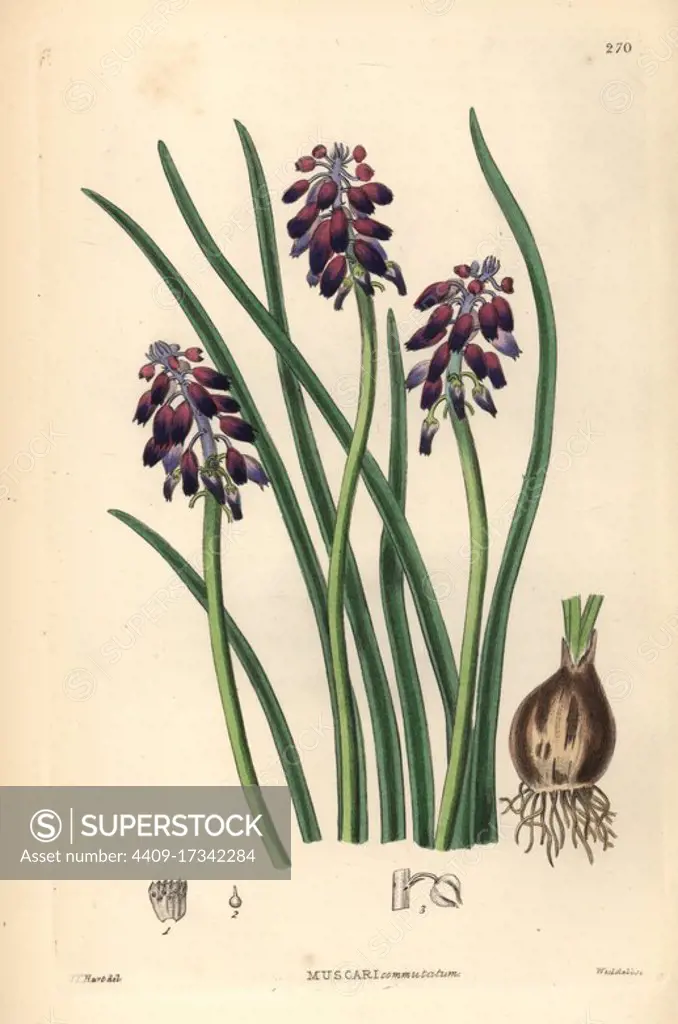 Grape hyacinth or dark-purple grape hyacinth, Muscari commutatum. Handcoloured copperplate engraving by Weddell after J. T. Hart from John Lindley and Robert Sweet's Ornamental Flower Garden and Shrubbery, G. Willis, London, 1854.