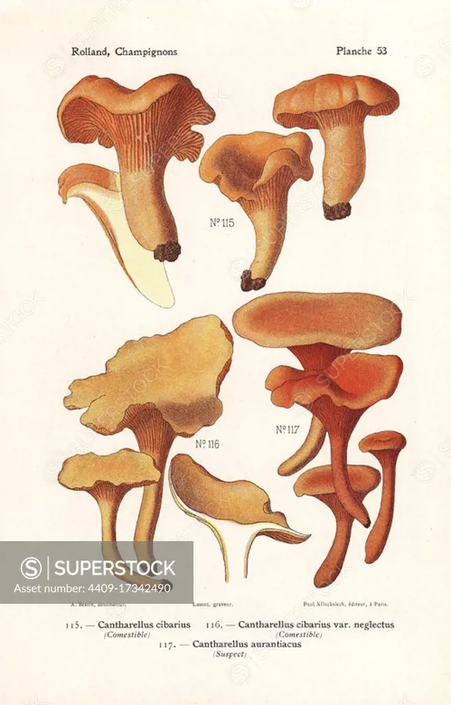 Chanterelle mushrooms, Cantharellus cibarius and Cantharellus cibarius var. neglectus, and false chanterelle, Hygrophoropsis aurantiaca (Cantharellus aurantiacus). Chromolithograph by Lassus after an illustration by A. Bessin from Leon Rolland's Guide to Mushrooms from France, Switzerland and Belgium, Atlas des Champignons, Paul Klincksieck, Paris, 1910.