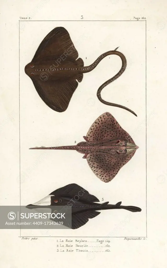 Common stingray, Dasyatis pastinaca, thornback ray, Raja clavata, and clubnose guitarfish, Glaucostegus thouin. Handcoloured copperplate engraving by Dequevauviller after an illustration by Jean-Gabriel Pretre from Bernard Germain de Lacepede's Natural History of Oviparous Quadrupeds, Snakes, Fish and Cetaceans, Eymery, Paris, 1825.