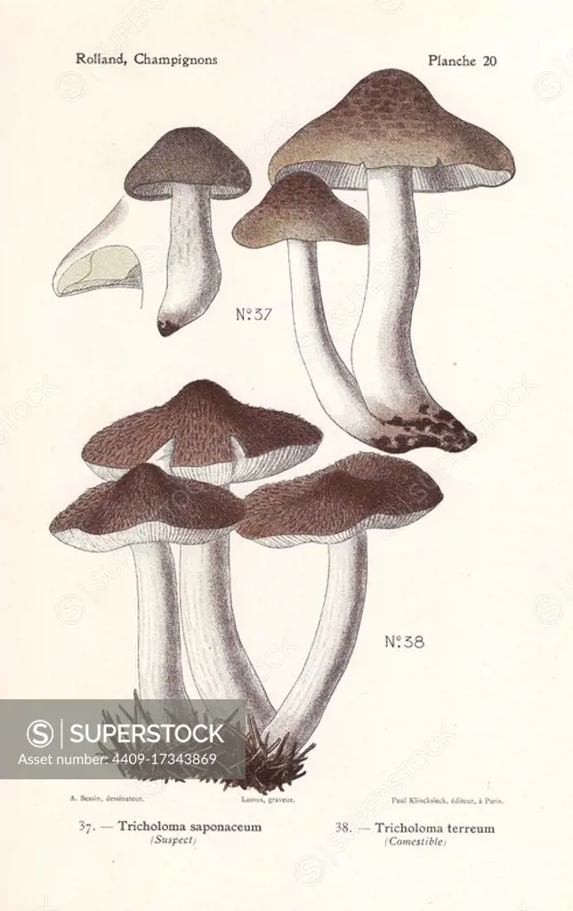 Soap-scented toadstool, Tricholoma saponaceum, and grey knight mushroom, Tricholoma terreum. Chromolithograph by Lassus after an illustration by A. Bessin from Leon Rolland's Guide to Mushrooms from France, Switzerland and Belgium, Atlas des Champignons, Paul Klincksieck, Paris, 1910.