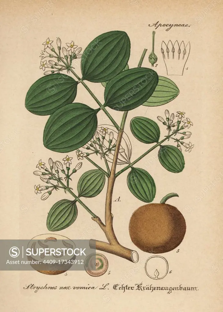 Strychnine tree, Strychnos nux-vomica. Handcoloured copperplate engraving from Dr. Willibald Artus' Hand-Atlas sammtlicher mediinisch-pharmaceutischer Gewachse, (Handbook of all medical-pharmaceutical plants), Jena, 1876.