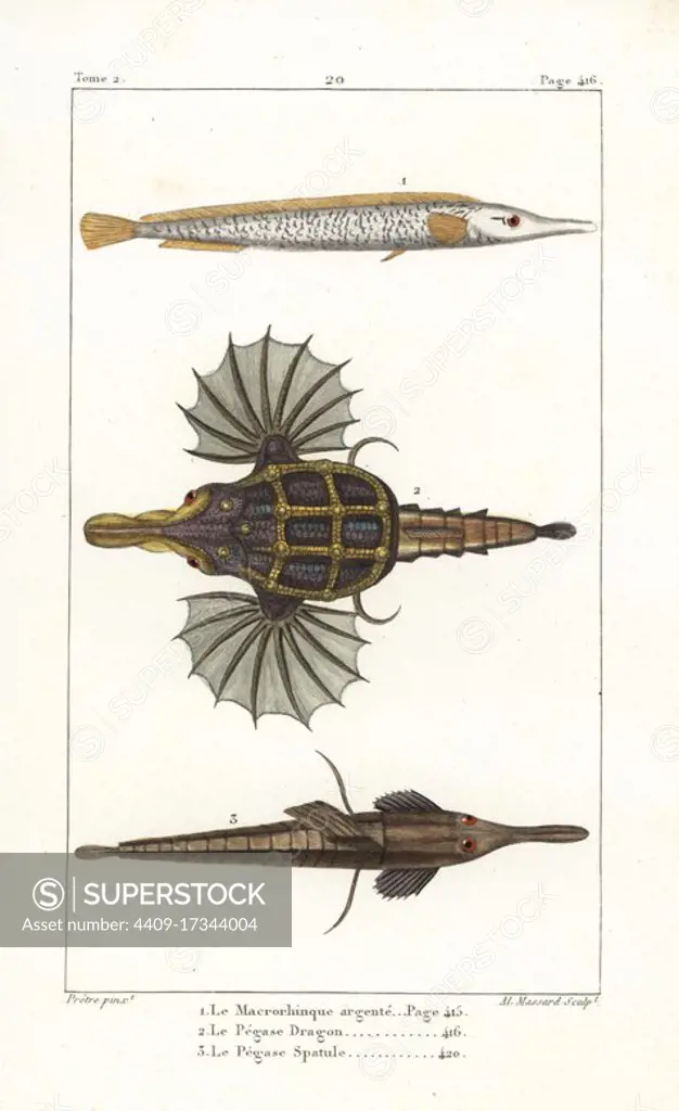 Sargassum pipefish, Syngnathus typhle, little dragonfish, Eurypegasus draconis, and longtail seamouth, Pegasus volitans. Handcoloured copperplate engraving by Albert Massard after an illustration by Jean-Gabriel Pretre from Bernard Germain de Lacepede's Natural History of Oviparous Quadrupeds, Snakes, Fish and Cetaceans, Eymery, Paris, 1825.