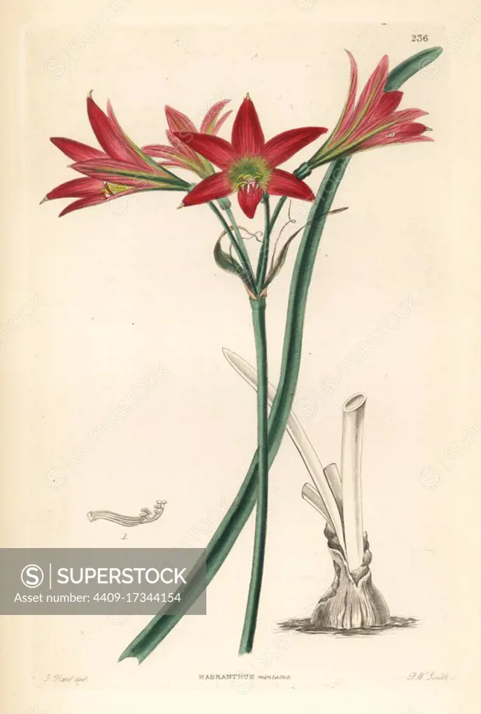 Rhodophiala advena (Red habranth, Habranthus miniatus). Handcoloured copperplate engraving by Frederick W. Smith after J. Hart from John Lindley and Robert Sweet's Ornamental Flower Garden and Shrubbery, G. Willis, London, 1854.