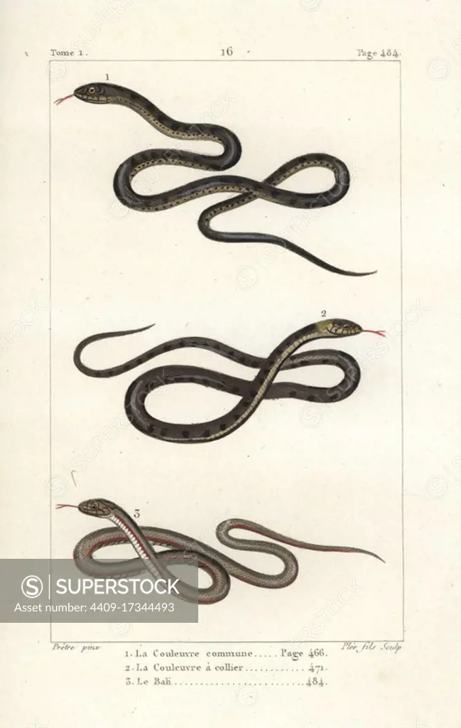 Aesculapian snake, Zamenis longissimus 1, grass snake, Natrix natrix 2, and South American pond snake, Pseudoryx plicatilis 3. Handcoloured copperplate engraving by Plee Jr. after an illustration by Jean-Gabriel Pretre from Bernard Germain de Lacepede's Natural History of Oviparous Quadrupeds, Snakes, Fish and Cetaceans, Eymery, Paris, 1825.