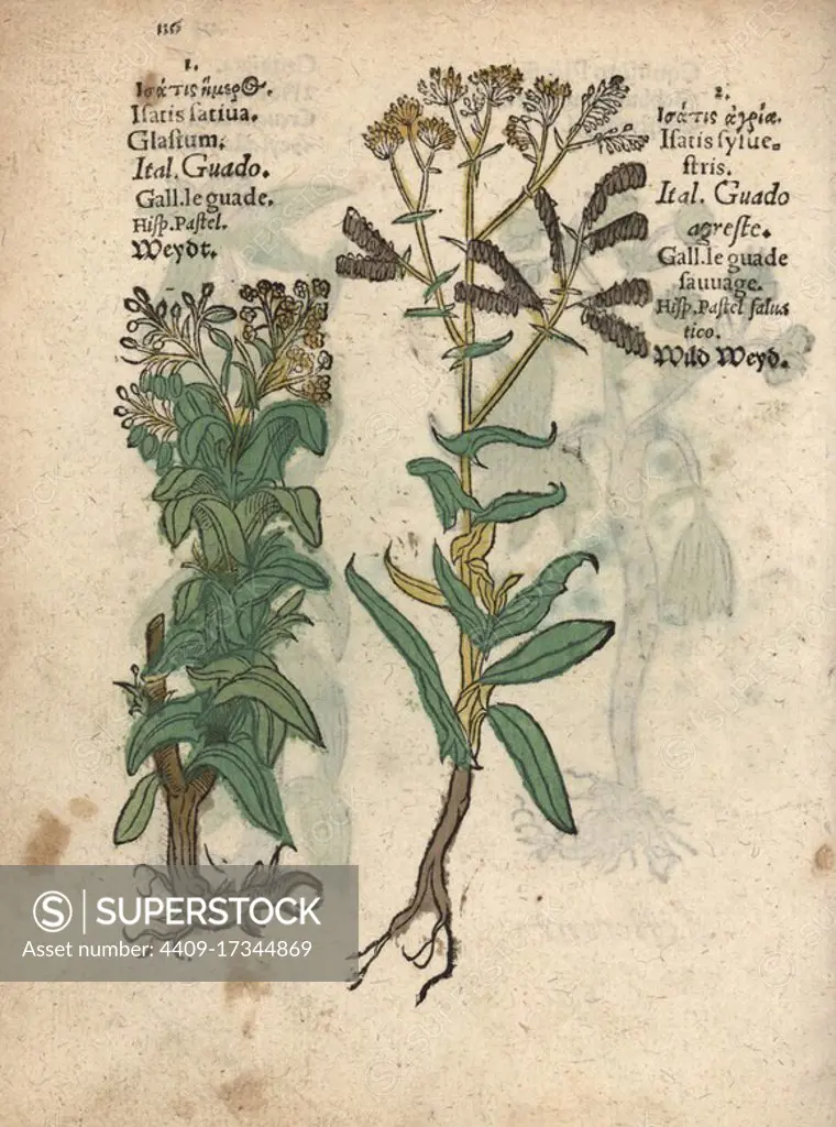 Woad species, Isatis tinctoria. Handcoloured woodblock engraving of a botanical illustration from Adam Lonicer's Krauterbuch, or Herbal, Frankfurt, 1557. This from a 17th century pirate edition or atlas of illustrations only, with captions in Latin, Greek, French, Italian, German, and in English manuscript.