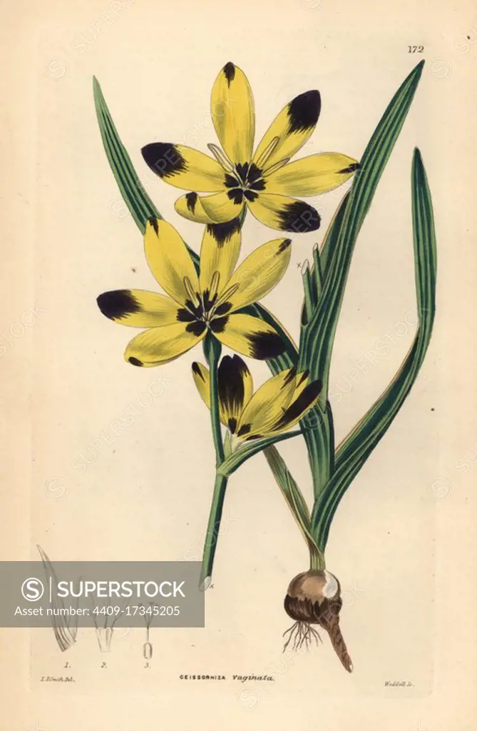Hesperantha vaginata (Sheathed tile root, Geissorhiza vaginata). Handcoloured copperplate engraving by Weddell after Edwin Dalton Smith from John Lindley and Robert Sweet's Ornamental Flower Garden and Shrubbery, G. Willis, London, 1854.