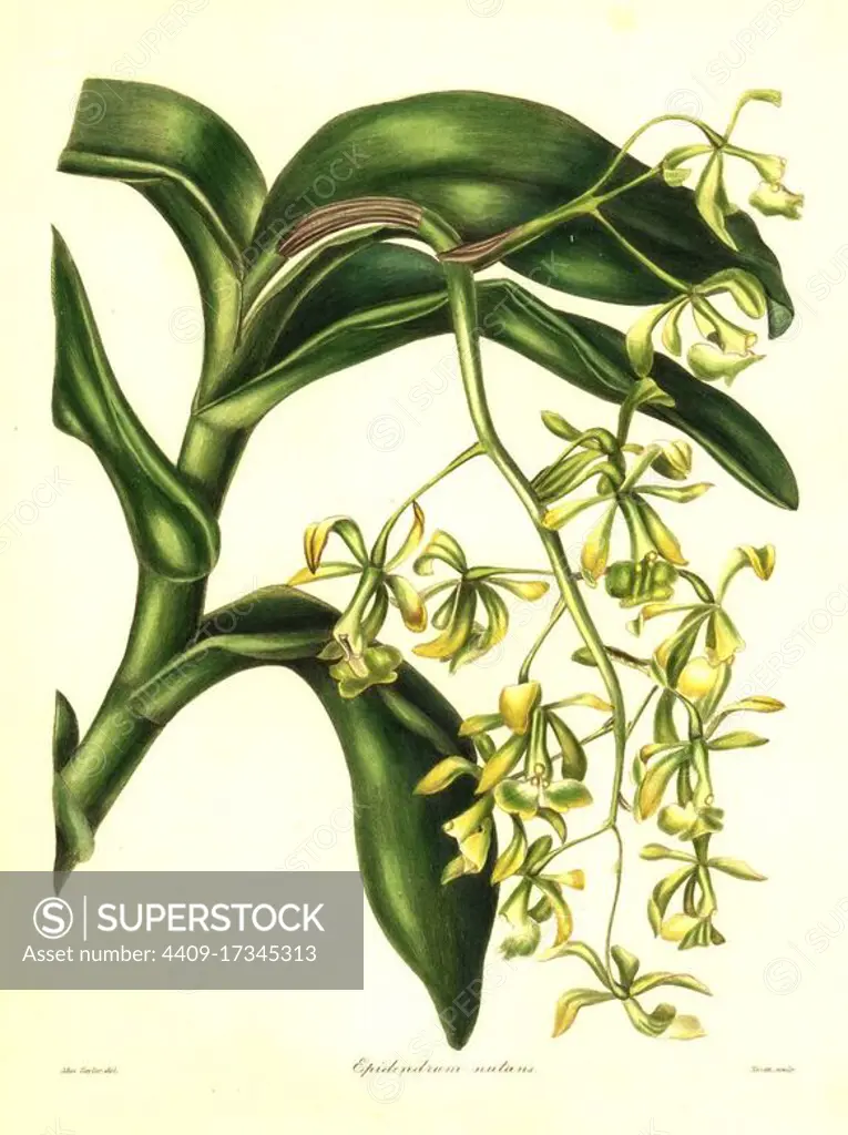 Nodding epidendrum orchid, Epidendrum nutans. Handcoloured copperplate engraving by S. Nevitt after a botanical illustration by Miss Jane Taylor from Benjamin Maund and the Rev. John Stevens Henslow's The Botanist, London, 1836.