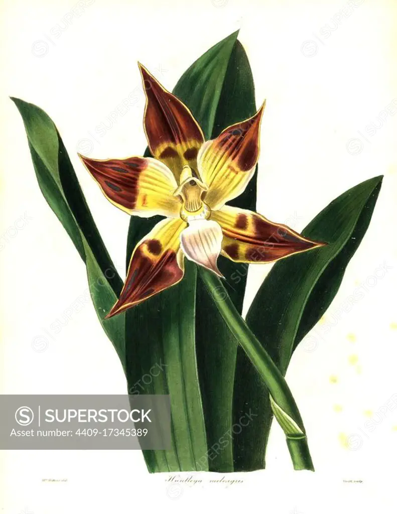 Chequered huntleya orchid, Huntleya meleagris. Named for orchid cultivator Rev. J. T. Huntley. Handcoloured copperplate engraving by S. Nevitt after a botanical illustration by Mrs Augusta Withers from Benjamin Maund and the Rev. John Stevens Henslow's The Botanist, London, 1836.