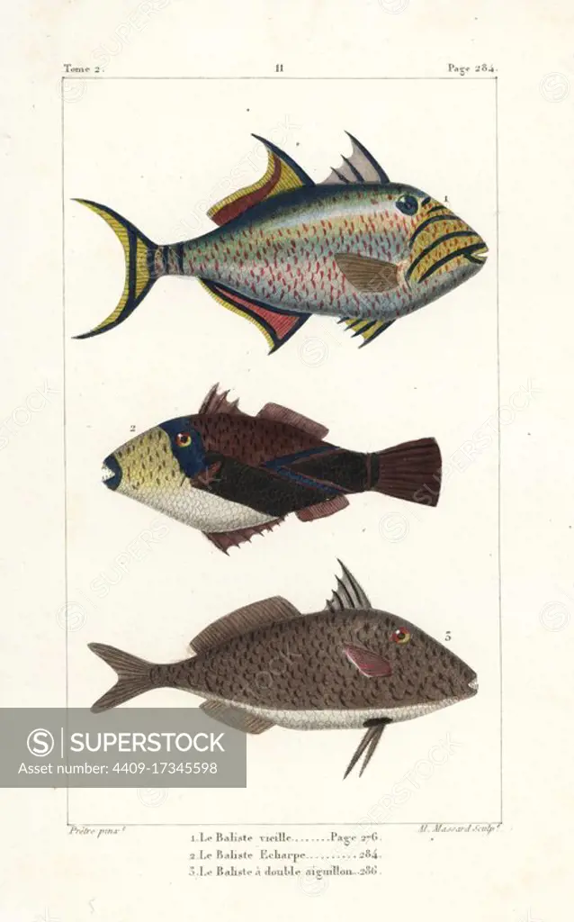 Queen triggerfish, Balistes vetula, wedge-tail triggerfish, Rhinecanthus rectangulus, and short-nosed tripodfish, Triacanthus biaculeatus. Handcoloured copperplate engraving by Massard after an illustration by Jean-Gabriel Pretre from Bernard Germain de Lacepede's Natural History of Oviparous Quadrupeds, Snakes, Fish and Cetaceans, Eymery, Paris, 1825.