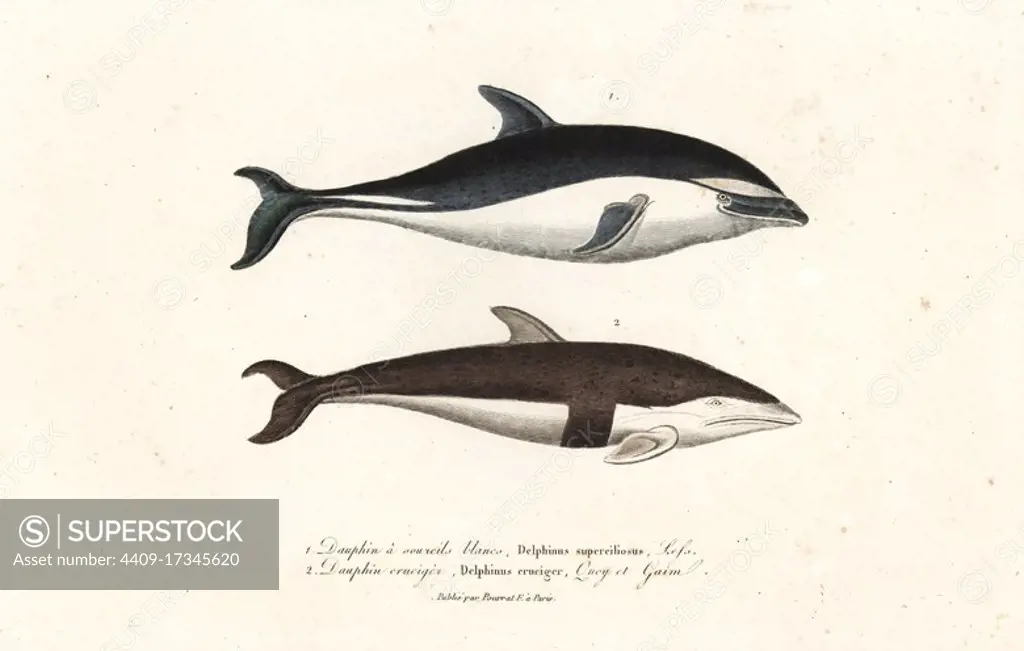 Dusky dolphin, Lagenorhynchus obscurus, and hourglass dolphin, Lagenorhynchus cruciger. Handcoloured copperplate engraving from Rene Primevere Lesson's Complements de Buffon, Pourrat Freres, Paris, 1838.