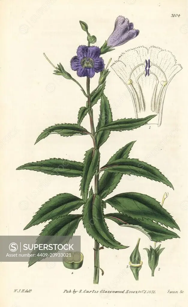 Malaysian false pimpernel, Lindernia crustacea (Rough torenia, Torenia scabra). Handcoloured copperplate engraving by Swan after an illustration by William Jackson Hooker from Samuel Curtis's "Botanical Magazine," London, 1831.