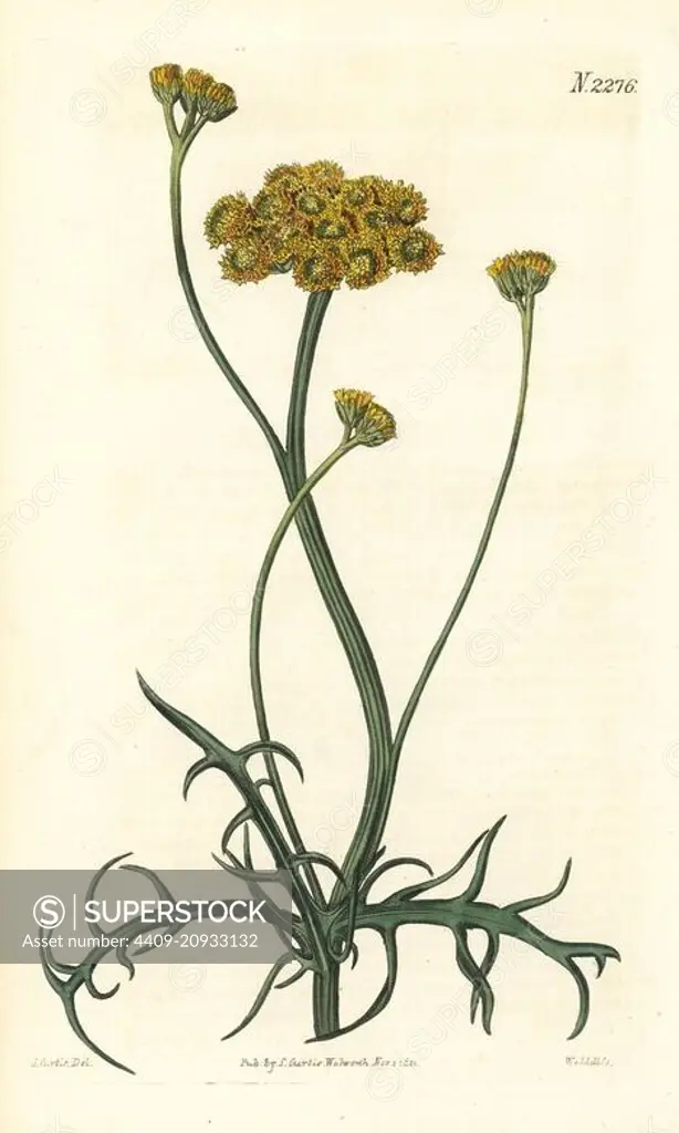 African daisy, Lonas annua (Annual athanasia, Athanasia annua). Handcoloured copperplate engraving by Weddell after an illustration by John Curtis from Samuel Curtis's "Botanical Magazine," London, 1821.